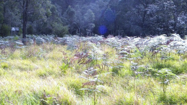 Biddy and John Lewis, clearing, Marramarra Creek